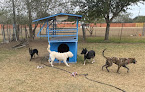 Pet boarding services Paws And Claws Pet Resort in Edinburg in TX
