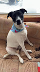 Pet boarding services Paws And Play Kennels in Fort Fairfield in Maine