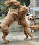 Pet boarding services Paws And Play Pet Lodge And Daycare in Cullman in Alabama