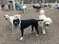 Pet boarding services Paws At Play Youngsville in Wake Forest in North Carolina