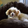 Pet boarding services Paws Crossing Pet Resort & Spa in Campbell in CA