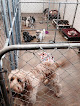 Pet boarding services Paws Inn Groom & Board in Wakefield in Kansas