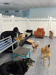 Pet boarding services Paws Paradise Fur Life in Tampa in FL