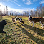 Pet boarding services Paws & Pastures, Llc in Wasilla in Alaska