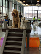Pet boarding services Paws Pet Resort in Sioux Falls in SD