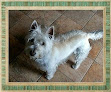 Pet boarding services Paws Pet Sitting Services in Pawtucket in RI