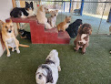 Pet boarding services Paws Plaza in Santa Fe in NM