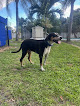 Pet boarding services Paws Retreat in Fort Pierce South in St. Lucie