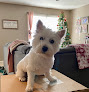 Pet boarding services Paws Up Pet Grooming in Normal in IL