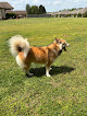 Pet boarding services Paws & Whiskers Boarding And Grooming in Harvest in Alabama
