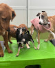 Pet boarding services Paws 'n' Rec - Grace in Tampa in Hillsborough