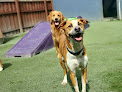 Pet boarding services Paws 'n' Rec - Lemon in Tampa in Hillsborough