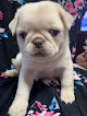 Pet boarding services Paws-n-claws Pet Shop in Abilene in Kansas