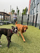 Pet boarding services Pawsability Dog Club in Brooklyn in Brooklyn