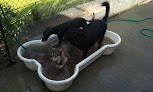 Pet boarding services Pawsh Pet Resort & Spa in Oakland in Florida