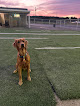 Pet boarding services Pawsi in Fort Smith in Arkansas