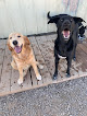 Pet boarding services Pawsitive Pals in Mountain Home in Idaho