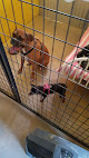 Pet boarding services Pawsitively Country Boarding & Pet Sitting in Wittmann in Arizona