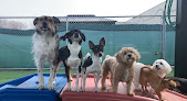 Pet boarding services Pawsitively Heaven Pet Resort Inc in Chicago Ridge in Cook