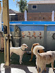 Pet boarding services Pawsitively Loved Luxury Services (plls) in Maricopa in Arizona