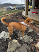 Pet boarding services Pawsitively Posh Pet Resort & Spa in Chuckey in Tennessee