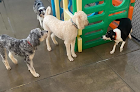 Pet boarding services Pawspa Resort in Pittsburgh in Pennsylvania