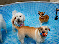 Pet boarding services Pawtel Inc in Flushing in Queens