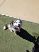 Pet boarding services Pawz At Play in Overland Park in KS