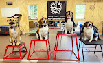 Pet boarding services Peace & Unity Pet Services in Unity in Walton