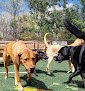 Pet boarding services Peachtree Pets in Peachtree City in GA