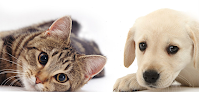Pet boarding services Pearl River Veterinary Hospital in Pearl River in Louisiana