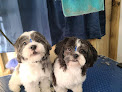 Pet boarding services Perro Mania in Bayamón in Bayamón