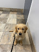 Pet boarding services Pet Care Center in Montgomery in Alabama
