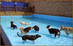 Pet boarding services Pet Care Plus in Chicago in Cook