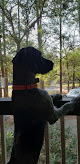 Pet boarding services Pet Commander Kennels in Gray Court in South Carolina