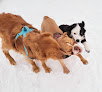 Pet boarding services Pet Empire in Brainerd in MN