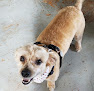 Pet boarding services Pet Hollywood in Hibbing in MN