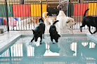 Pet boarding services Pet Lodge Of Pinehurst in Aberdeen in Moore