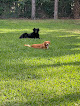 Pet boarding services Pet Lovers Pet Sitting Inc. in Loxahatchee in FL