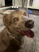 Pet boarding services Pet Palace Hotels in Montgomery in Alabama
