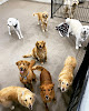 Pet boarding services Pet Palace Salon in Metairie in Louisiana