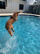 Pet boarding services Pet Paradise Bartram in Jacksonville in FL
