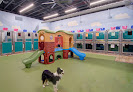 Pet boarding services Pet Paradise Cary in Apex in Wake