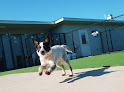 Pet boarding services Pet Paradise Charlotte in Charlotte in Mecklenburg