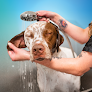 Pet boarding services Pet Paradise Ft. Lauderdale in Davie in Florida