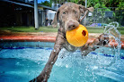 Pet boarding services Pet Paradise Lake Norman in Huntersville in Mecklenburg