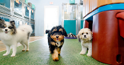 Pet boarding services Pet Paradise Las Colinas in Irving in Texas