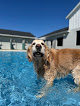 Pet boarding services Pet Paradise Murfreesboro in Murfreesboro in Rutherford