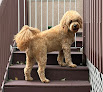Pet boarding services Pet Perfect Grooming in Pleasant Grove in Utah