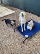 Pet boarding services Pet Play Town Pet Resort in Maitland in FL